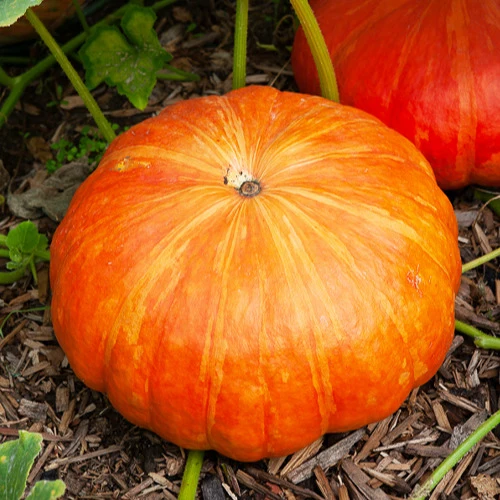 Potiron Rouge vif d'Etampes Cucurbita maxima rouge vif d'etampes