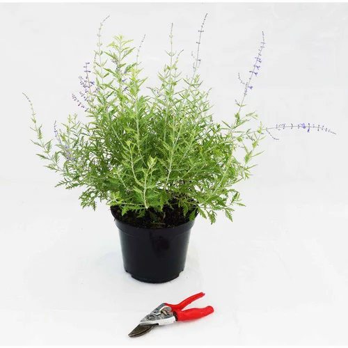 Sauge de Sibérie Blue Spire 40/60. Le pot de 5 litres