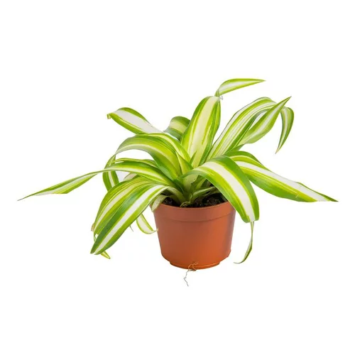Phalangère ou Chlorophytum Laxum en pot H 10 x Ø 6 cm