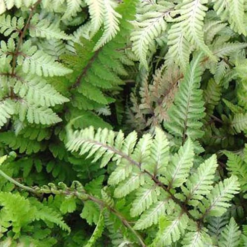 Fougère peinte Red Beauty Athyrium niponicum red beauty