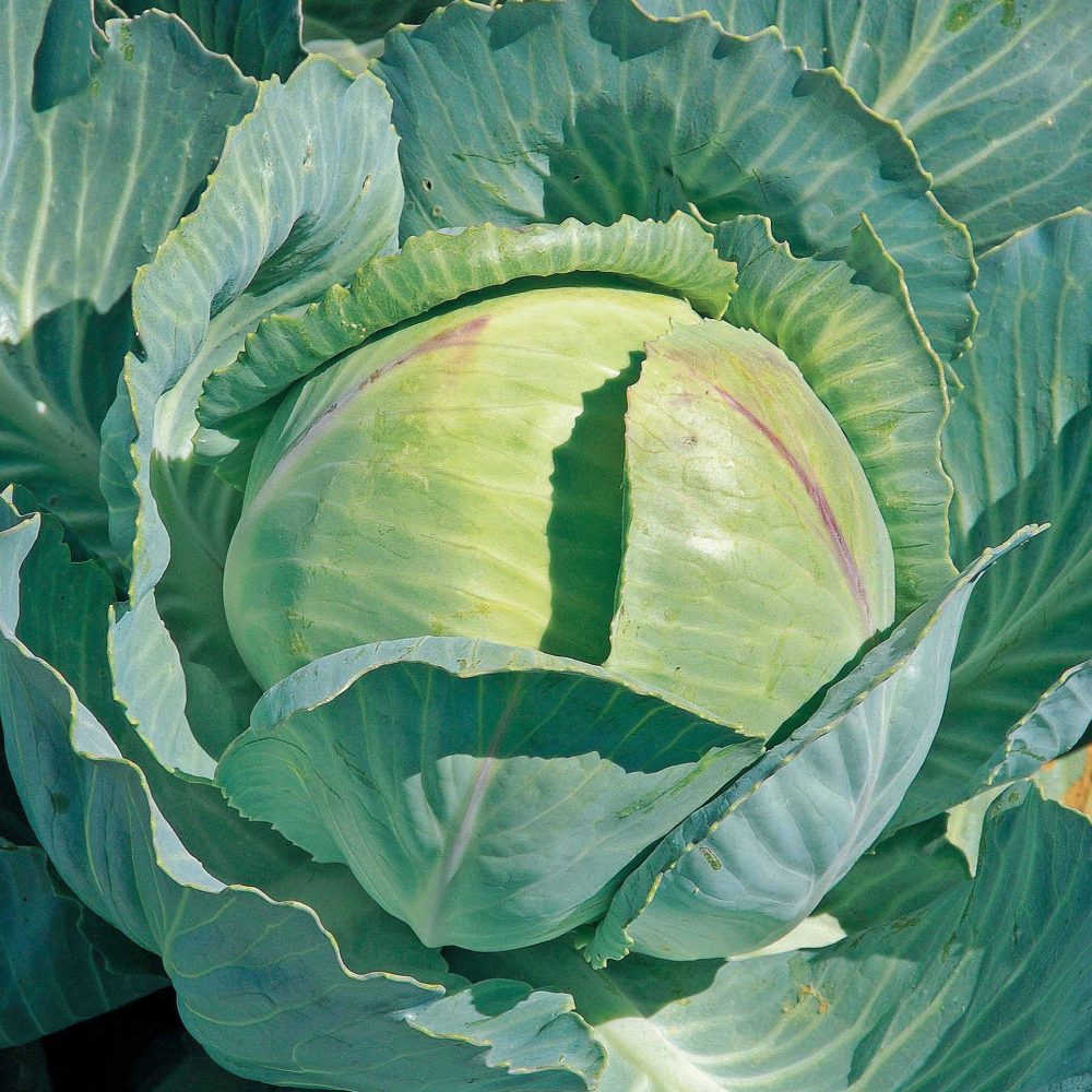 Choux cabus Tête de pierre F1 Brassica oleracea sabauda tête de pierre f1