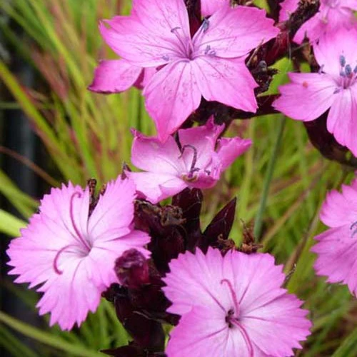 Œillet des chartreux Dianthus carthusianorum