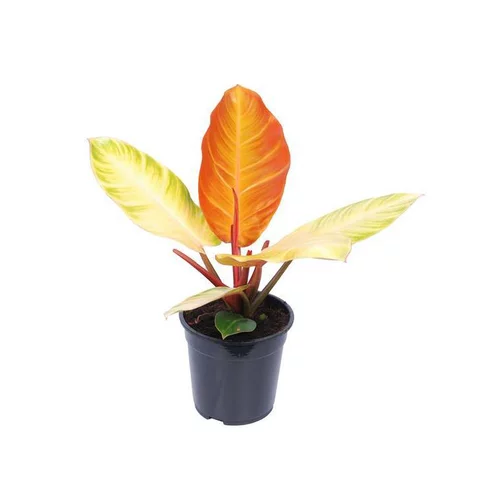 Philodendron Prince of Orange. Le pot Ø 19 cm