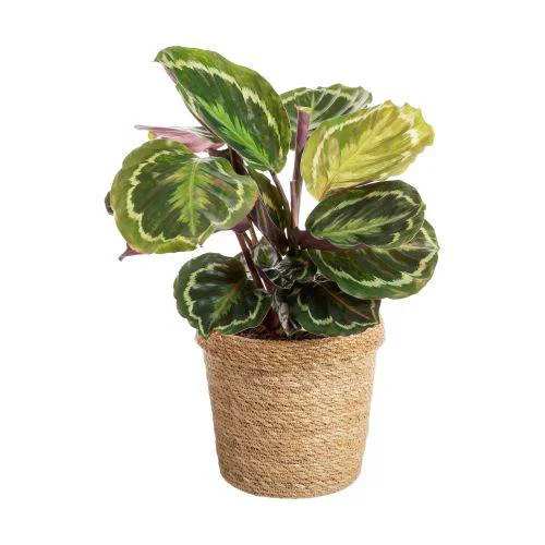 Calathea avec cache-pot en céramique - Ø 14 cm