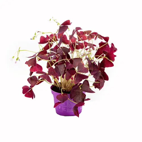 Oxalis trèfle à 4 feuilles - Avec cache pot