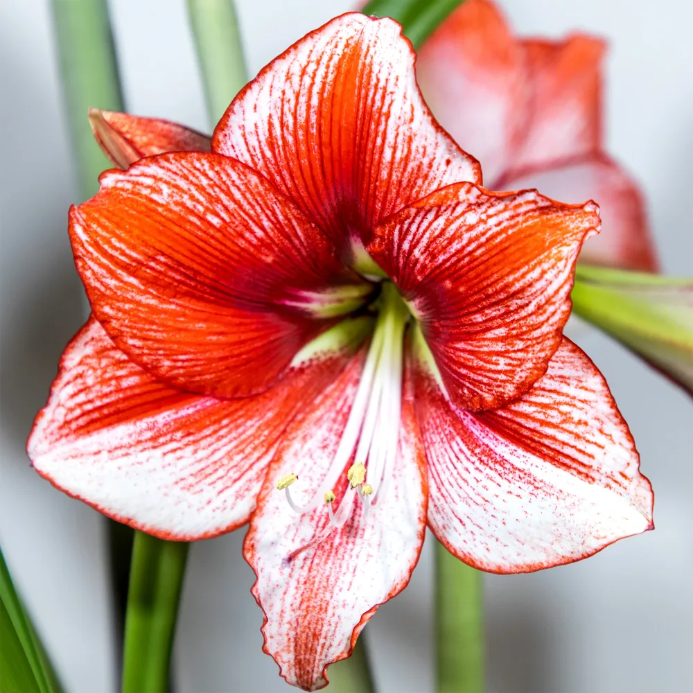 Amaryllis Showmaster Hippeastrum Showmaster