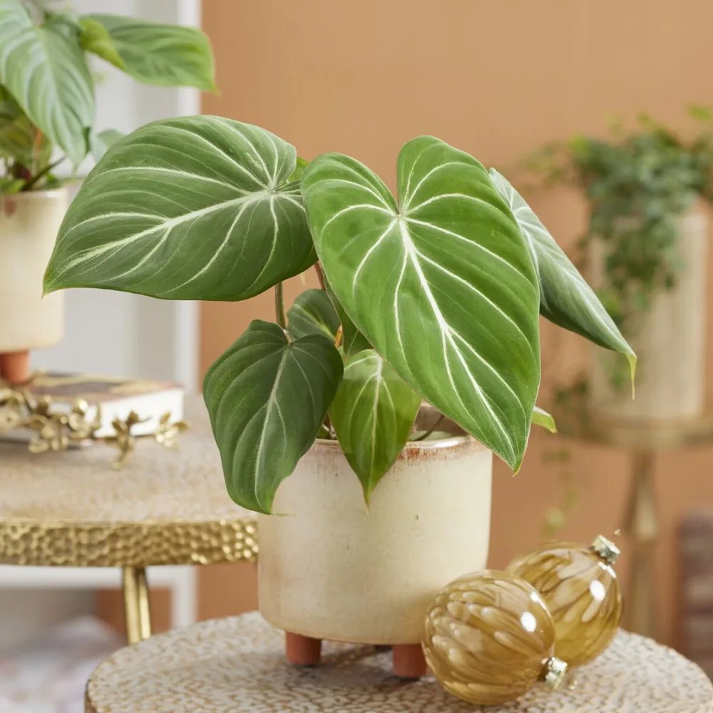 Philodendron Gloriosum Philodendron Gloriosum