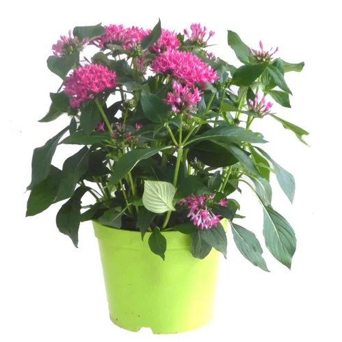 Pentas - Le pot de 5 litres