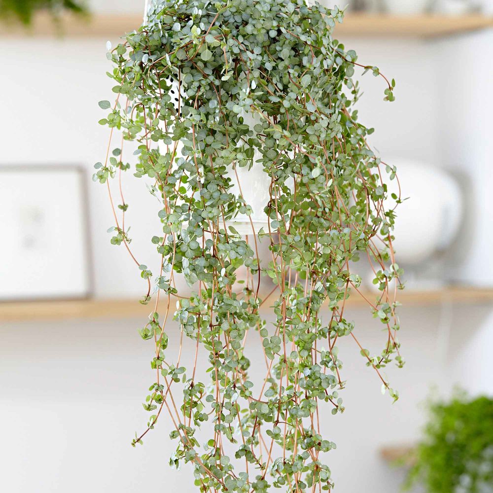 Pilea glaucophylla Pilea glaucophylla