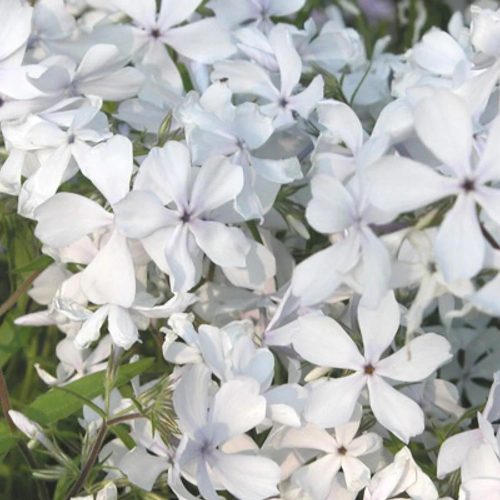 Phlox divaricata May Breeze Phlox divaricata may breeze