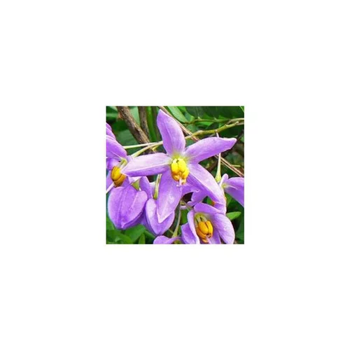 Solanum Seaforthianum - Le pot de 3 litres