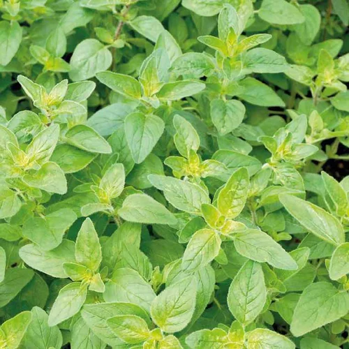 Basilic Citron Bio. Le pot de 1 litre