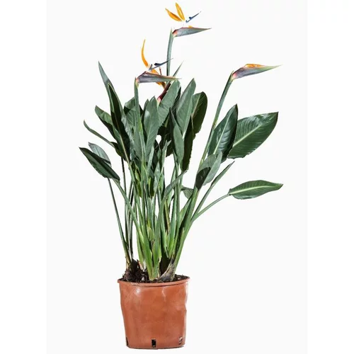 Strelitzia Reginae (Oiseau de paradis) 60/80 en pot de 4 L orange
