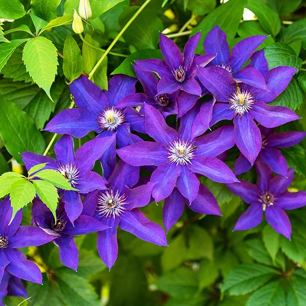 Clématite Président Clematis Président