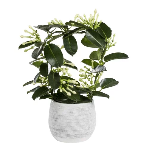 Stephanotis Floribunda Elegans ou Jasmin de Madagascar H 45 x Ø 12 cm