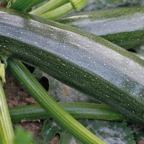 Courgette Verte Zodiac Bio. La motte de 7x7 cm