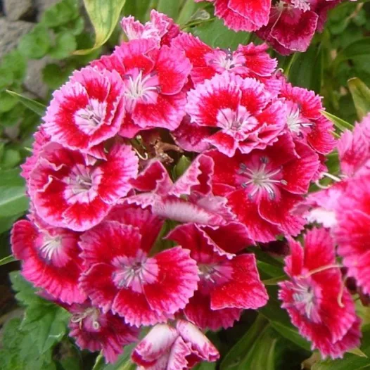 Graines bio d'Oeillet de poète