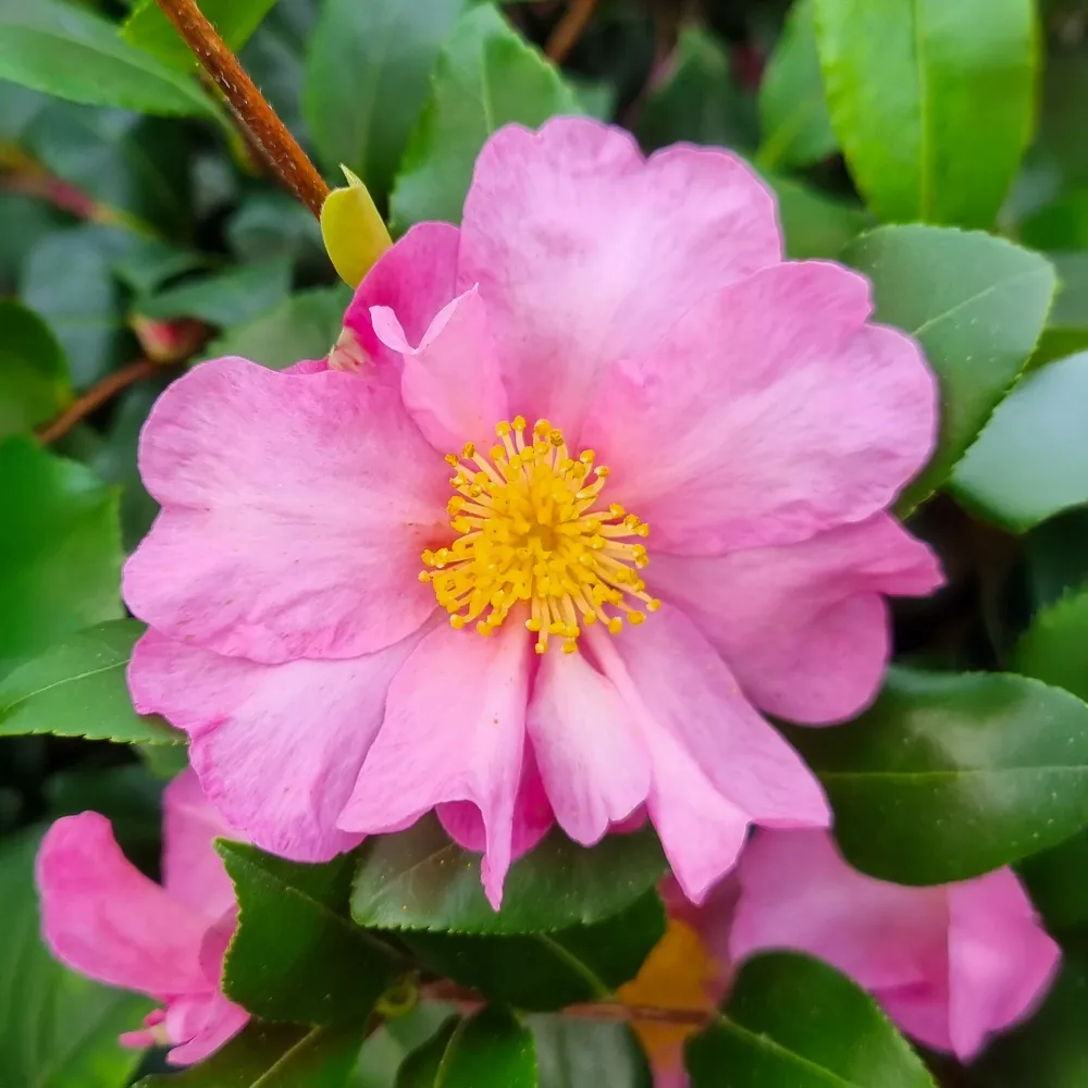 Camélia d'automne Cleopatra Camellia sasanqua Cleopatra