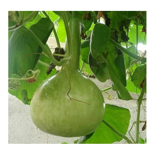Graines bio de Gourde ou Courge Pèlerine en mélange