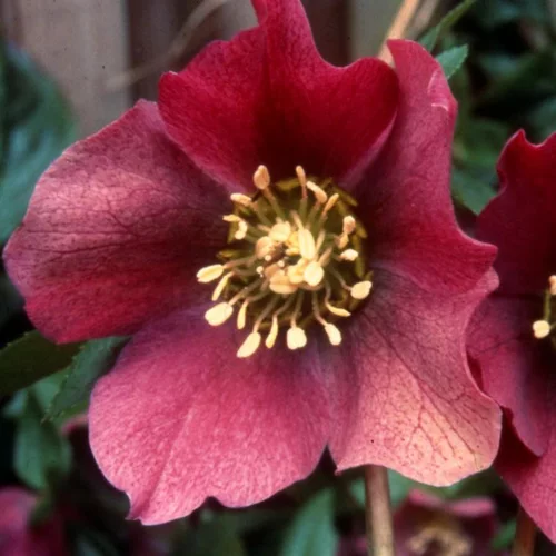 Hellébore ou Rose de Noël à fleurs rouges - Le pot de 3 litres