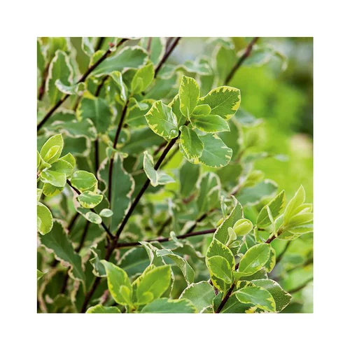 Pittosporum tenuifolium elisabeth en pot de 3 litres