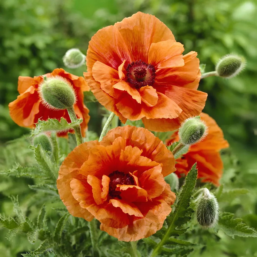 Pavot d'Orient Harvest Moon Papaver orientale harvest moon