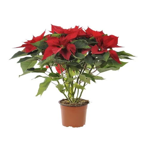 Poinsettia pailleté rouge en pot Ø 15 cm