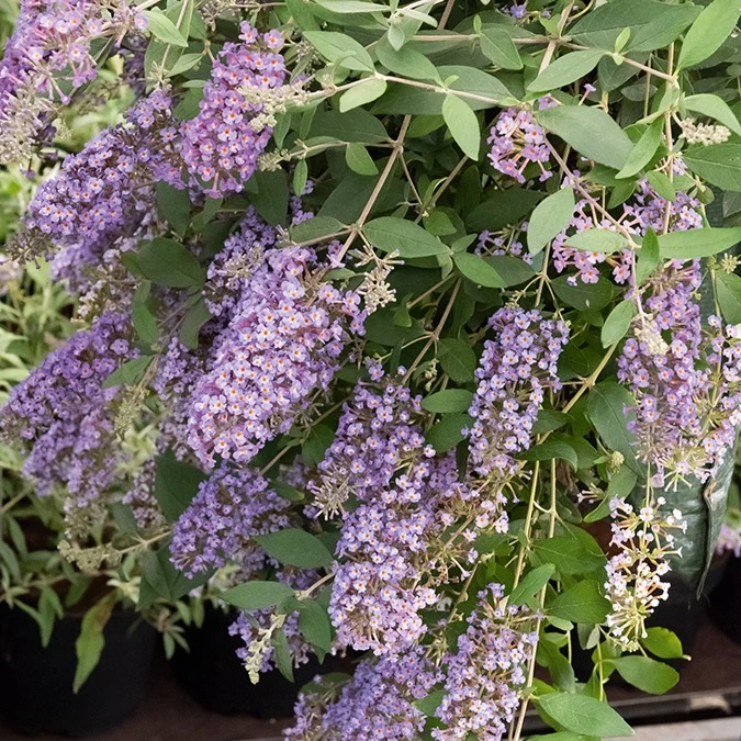 Arbre à papillons Dreaming Lavender Buddleja dreaming lavender
