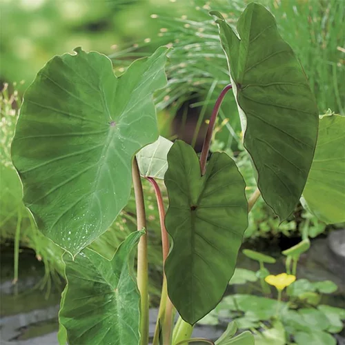 Colocasia - Le pot de 10,5 cm