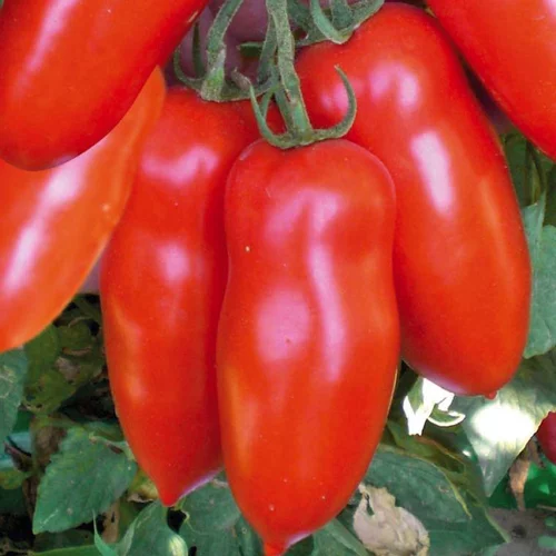 Tomate Allongée San Marzano Bio. La barquette de 3 plants