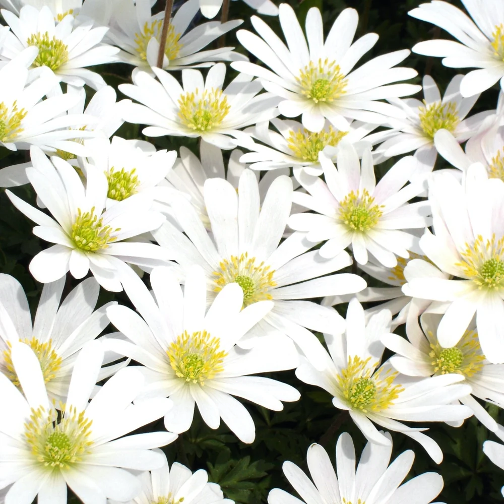 10 Anémones de Grèce White splendour Anemone 'white splendour'