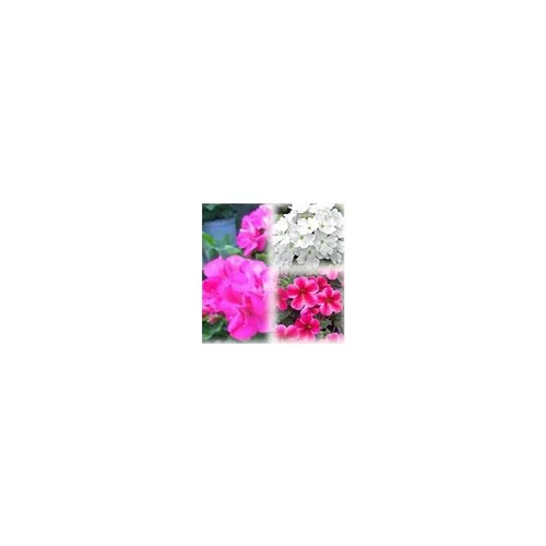 Mélange estival rose et blanc - Le pack de 6 plants