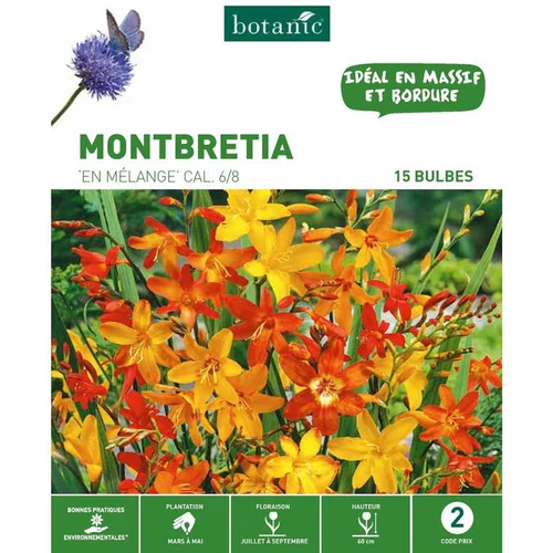 Montbretia Mélange botanic® - 15 bulbes