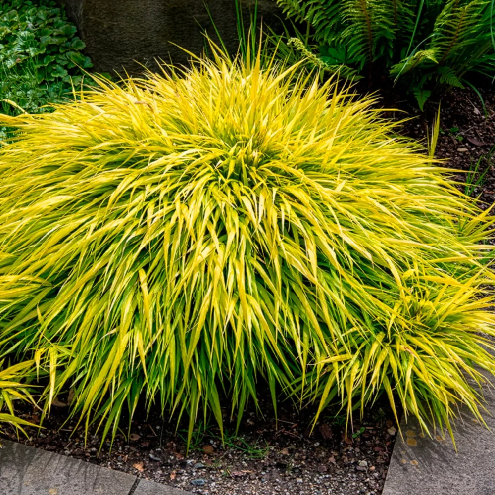 Herbe du Japon All Gold Hakonechloa macra all gold