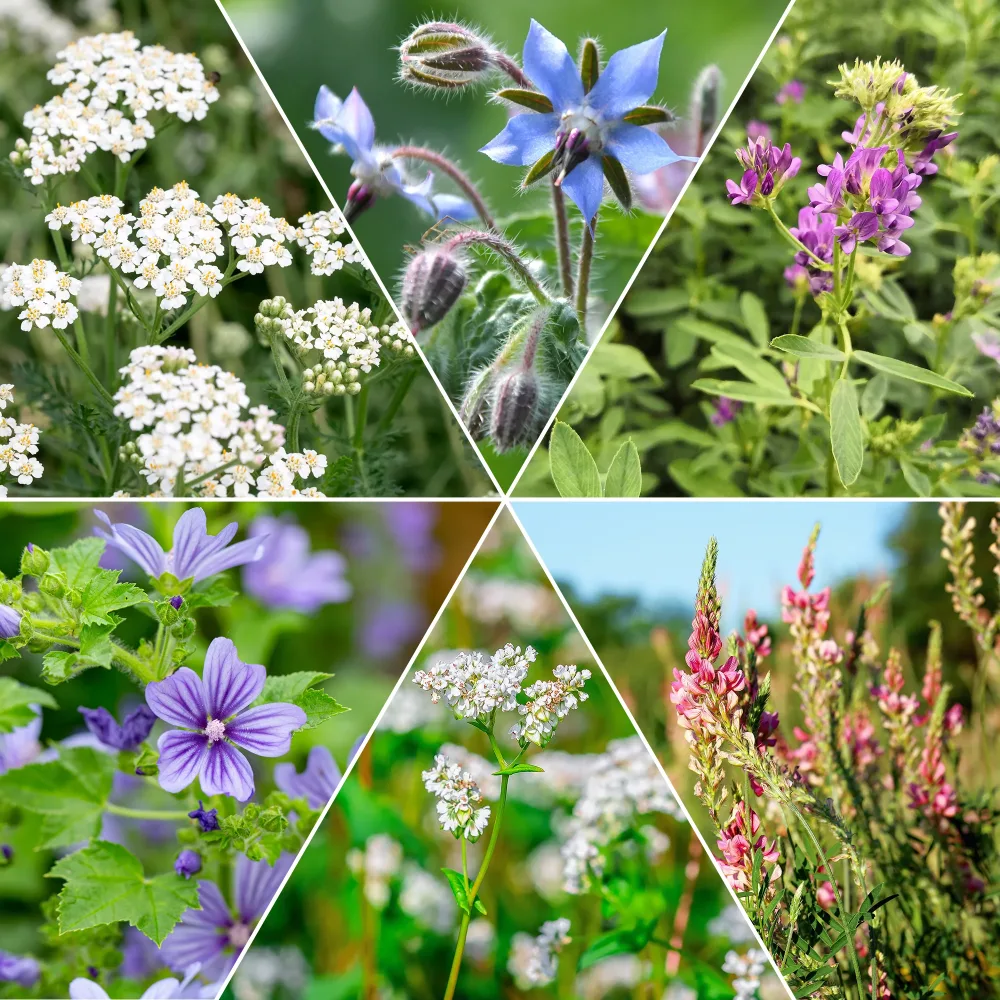 Mélange de fleurs faune et flore