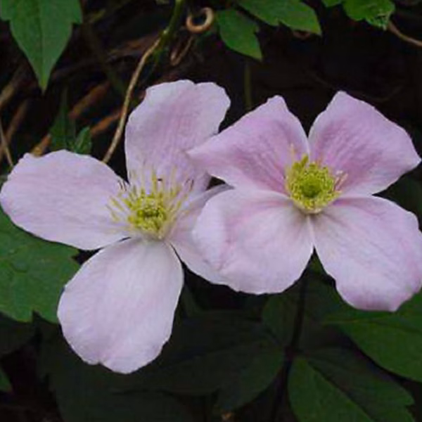 2 x Clématite des montagnes – Clematis montana 'Fragrant Spring', 50-60 cm pot