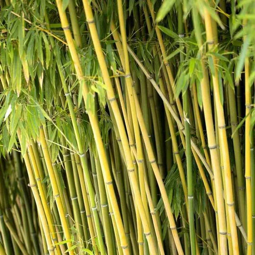 Bambou phyllostachys humilis vert pot de 30L