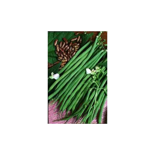 Haricot nain Fin de Bagnols| Graines bio et reproductibles