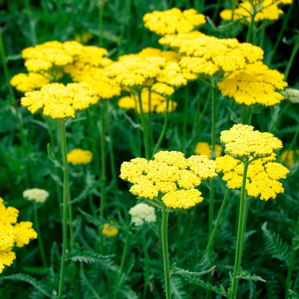 Achillée Coronation Gold Achillea hybride Coronation Gold