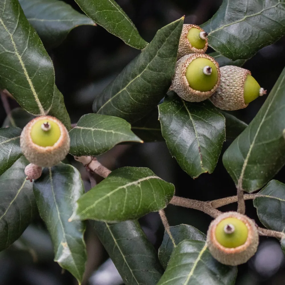 Chêne vert Quercus ilex