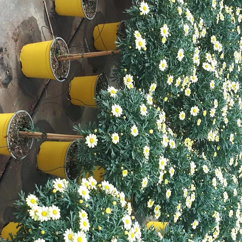 Anthemis Couleur Tige. Le pot de 15 cm