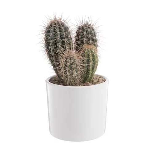 Pachycereus pringlei en pot blanc émaillé H 20 x Ø 20 cm