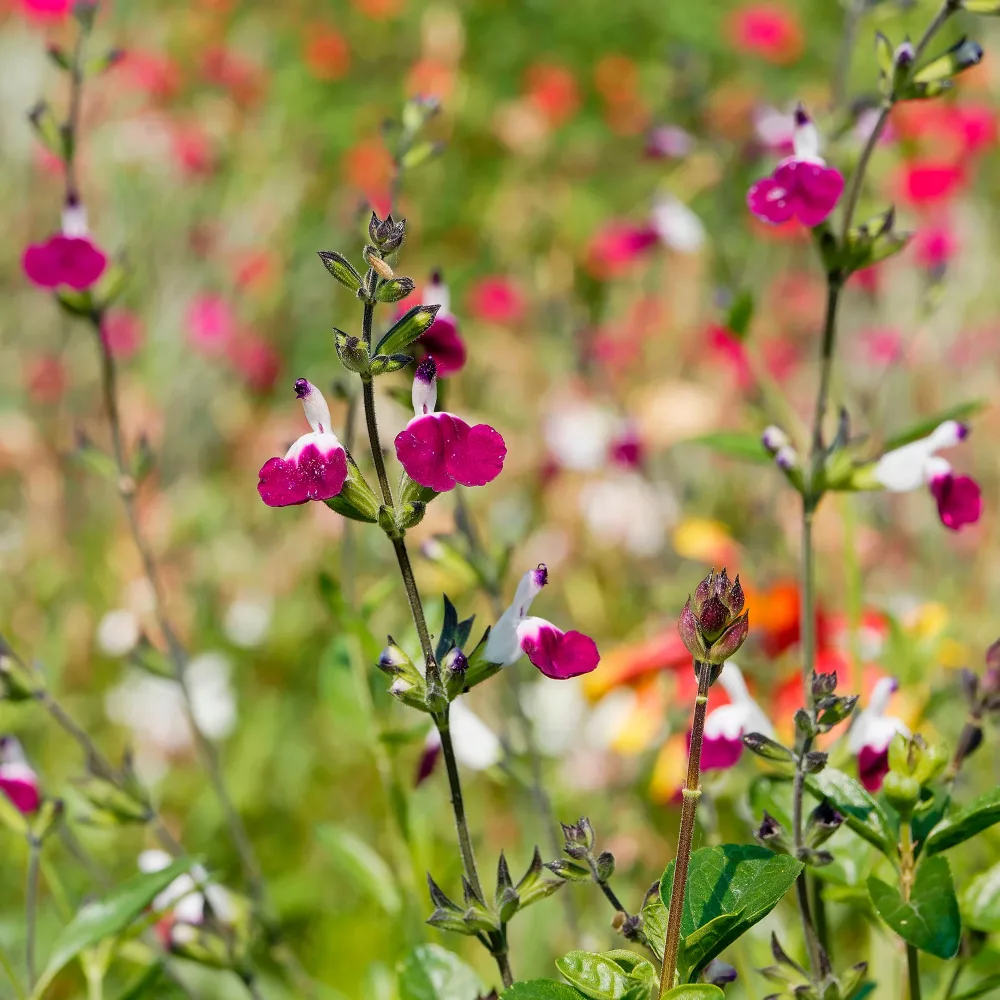 Sauge Amethyst Lips Salvia greggii Amethyst Lips