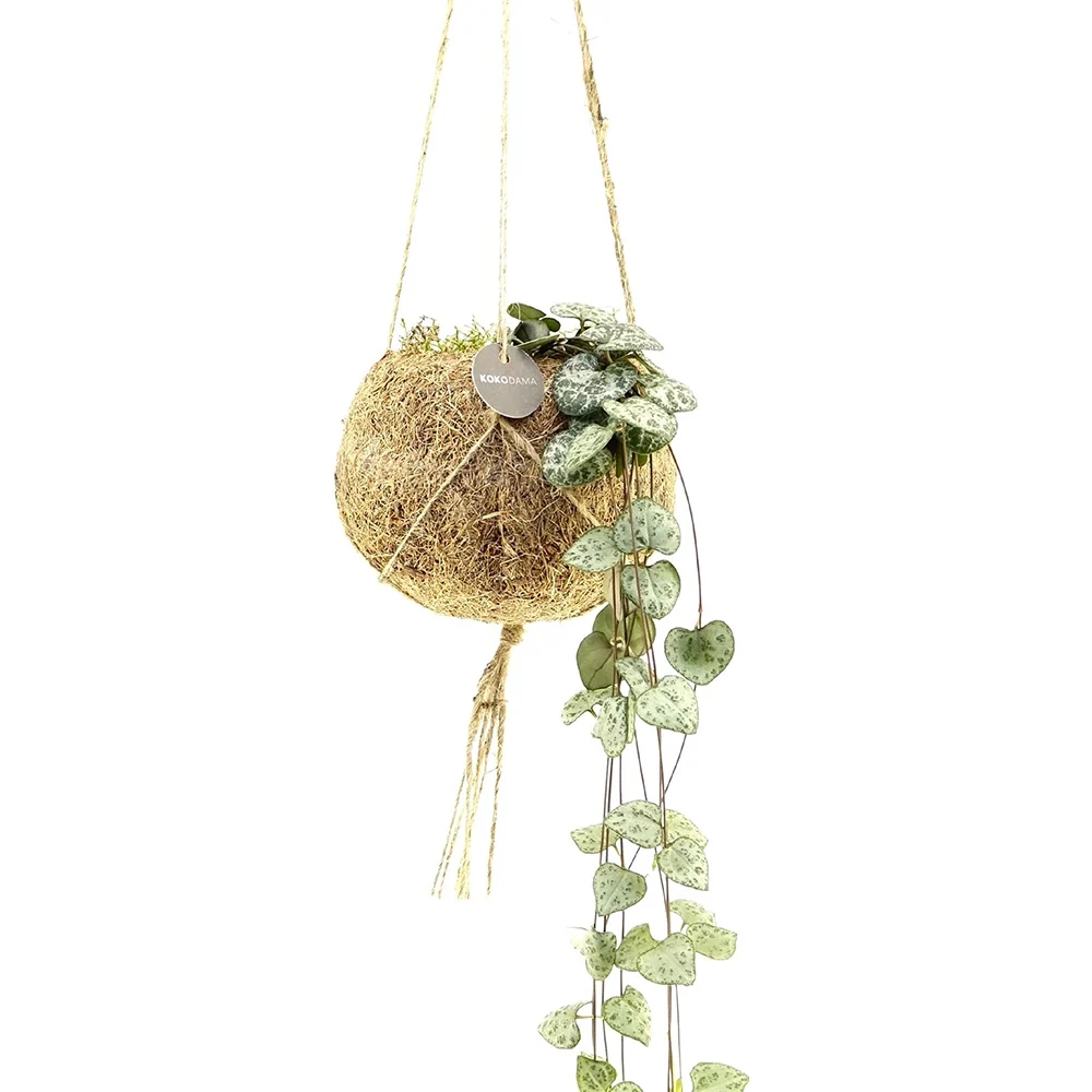 Ceropegia chaîne des cœurs et son pot en fibre de noix de coco Kokodama Ceropegia