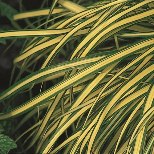 Carex Oshimensis Evergold jaune en pot de 2 L