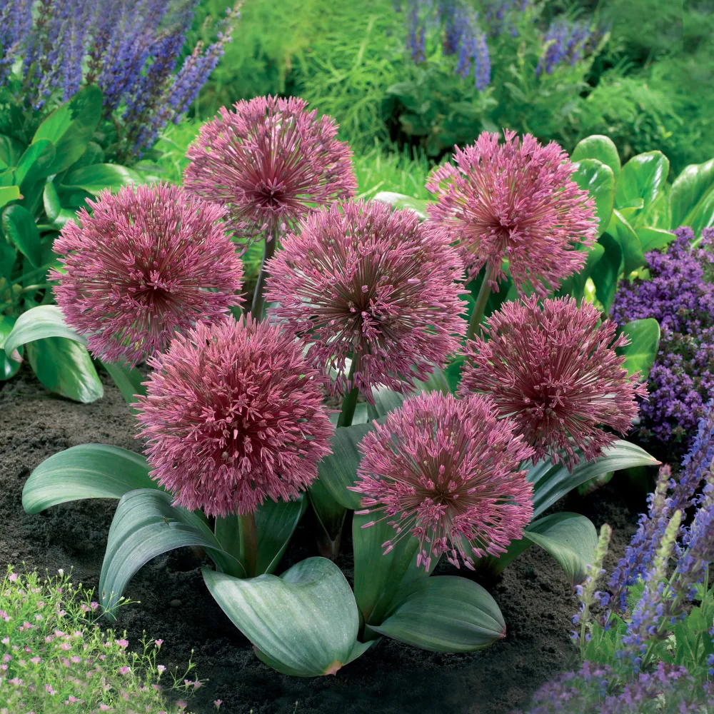 3 Ails d'Afghanistan Allium nevskianum