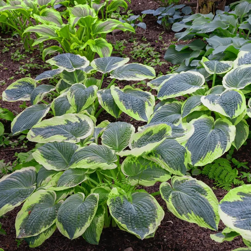 Hosta Sugar Daddy Hosta sugar daddy
