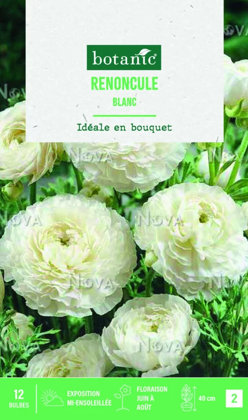 Bulbes de fleurs Renoncule asiatique blanc botanic® – 12 bulbes