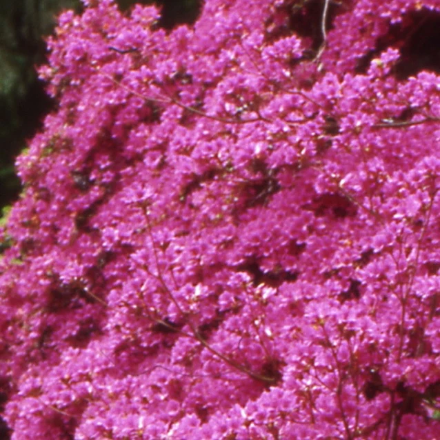 Azalée du Japon Amoena Azalea japonica Amoena