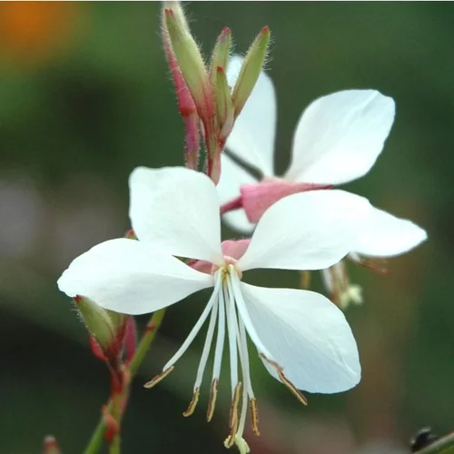 Gaura blanc. Le pot de 4 litres